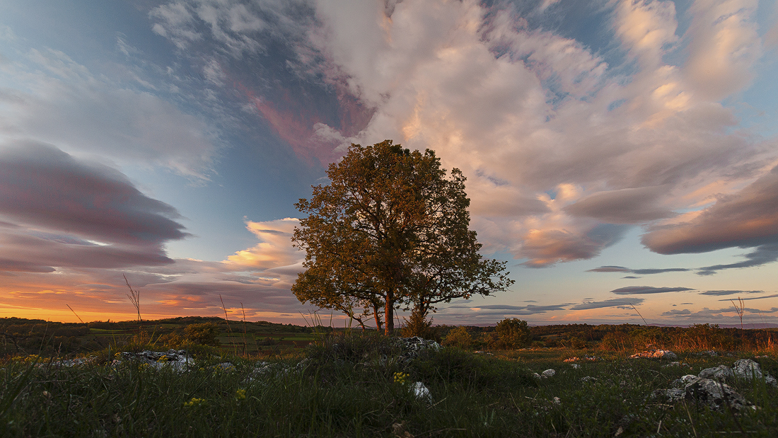 Party Tree - Robert Marić Photography
